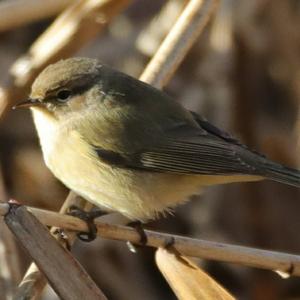 Common Chiffchaff