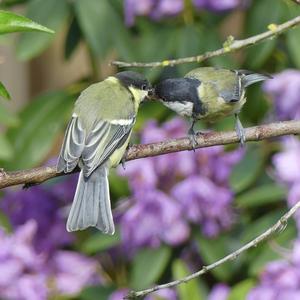 Great Tit