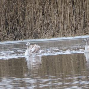 Mute Swan