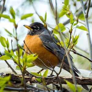 American Robin