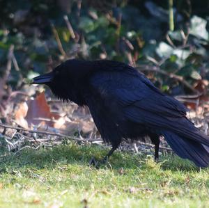 Carrion Crow