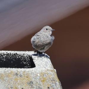 Black Redstart