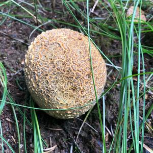 Pigskin Poison Puffball