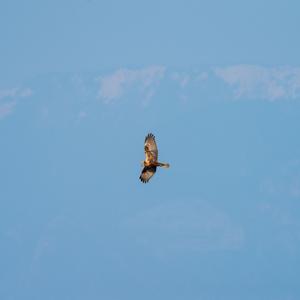 Western Marsh-harrier