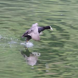 Common Coot