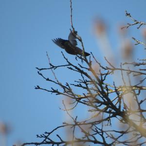 Eurasian Bullfinch