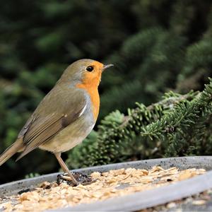 European Robin