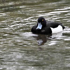 Tufted Duck