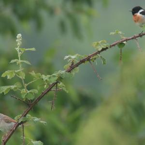 Common Whitethroat