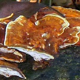 Winter Polypore