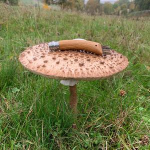 Parasol Mushroom