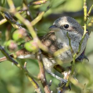 Red-backed Shrike