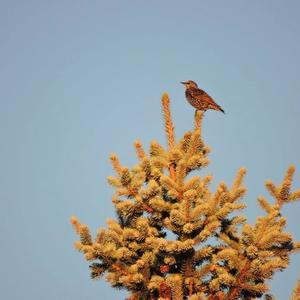 Common Starling