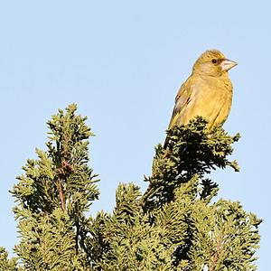 European Greenfinch