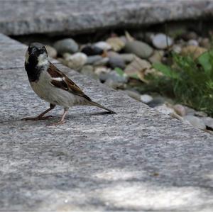 House Sparrow