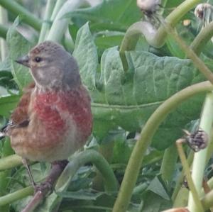 Eurasian Linnet