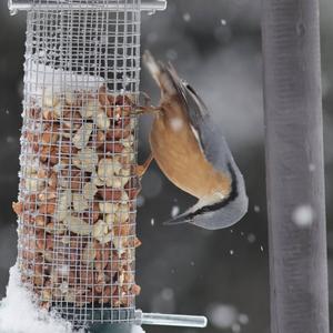 Wood Nuthatch