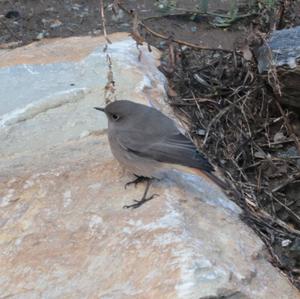 Black Redstart