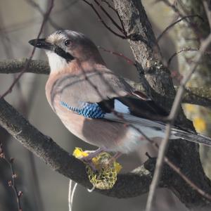 Eurasian Jay