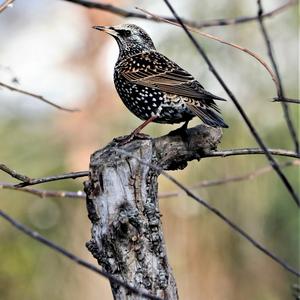 Common Starling