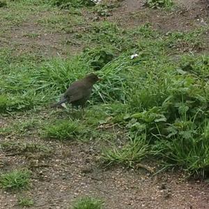 Eurasian Blackbird