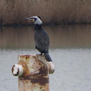 Great Cormorant