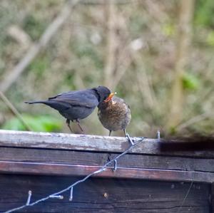 Eurasian Blackbird