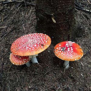 Fly Agaric