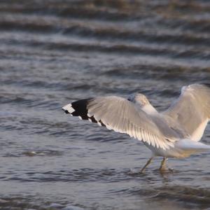 Black-headed Gull