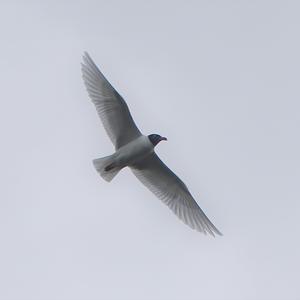 Black-headed Gull