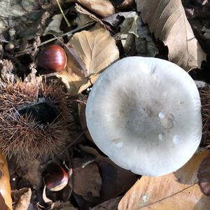 Cloudy Clitocybe