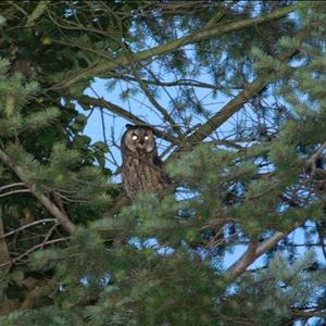 Long-eared Owl