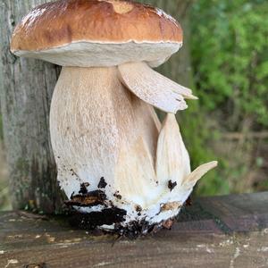 King Bolete