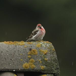 Common Redpoll