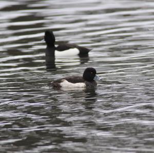 Tufted Duck