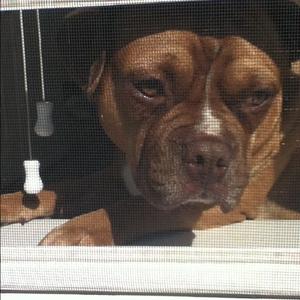 Unknown Breed