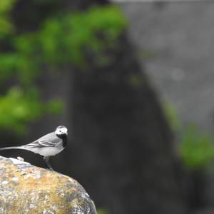 White Wagtail