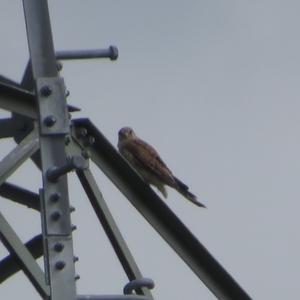 Common Kestrel