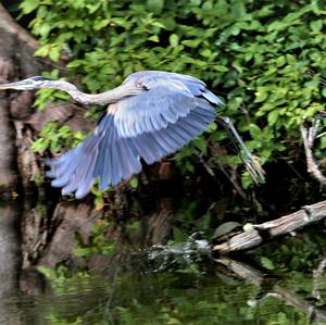 Great Blue Heron