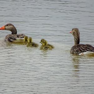 Greylag Goose