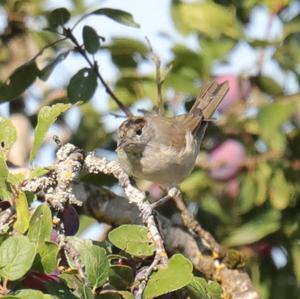 Blackcap