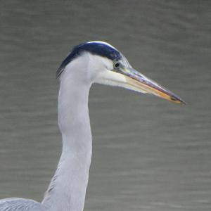 Grey Heron