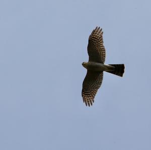 Eurasian Sparrowhawk