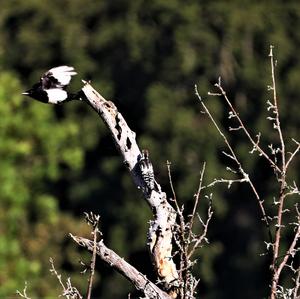 Middle Spotted Woodpecker