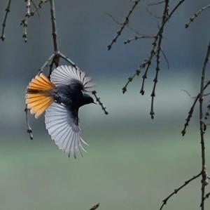 Black Redstart