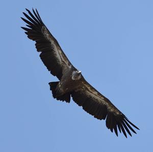 Griffon Vulture