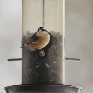 Red-breasted Nuthatch