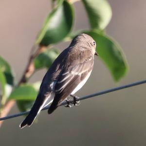 European Pied Flycatcher