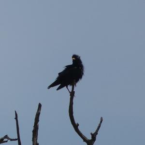 Spotless Starling