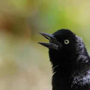 Greater Antillean Grackle